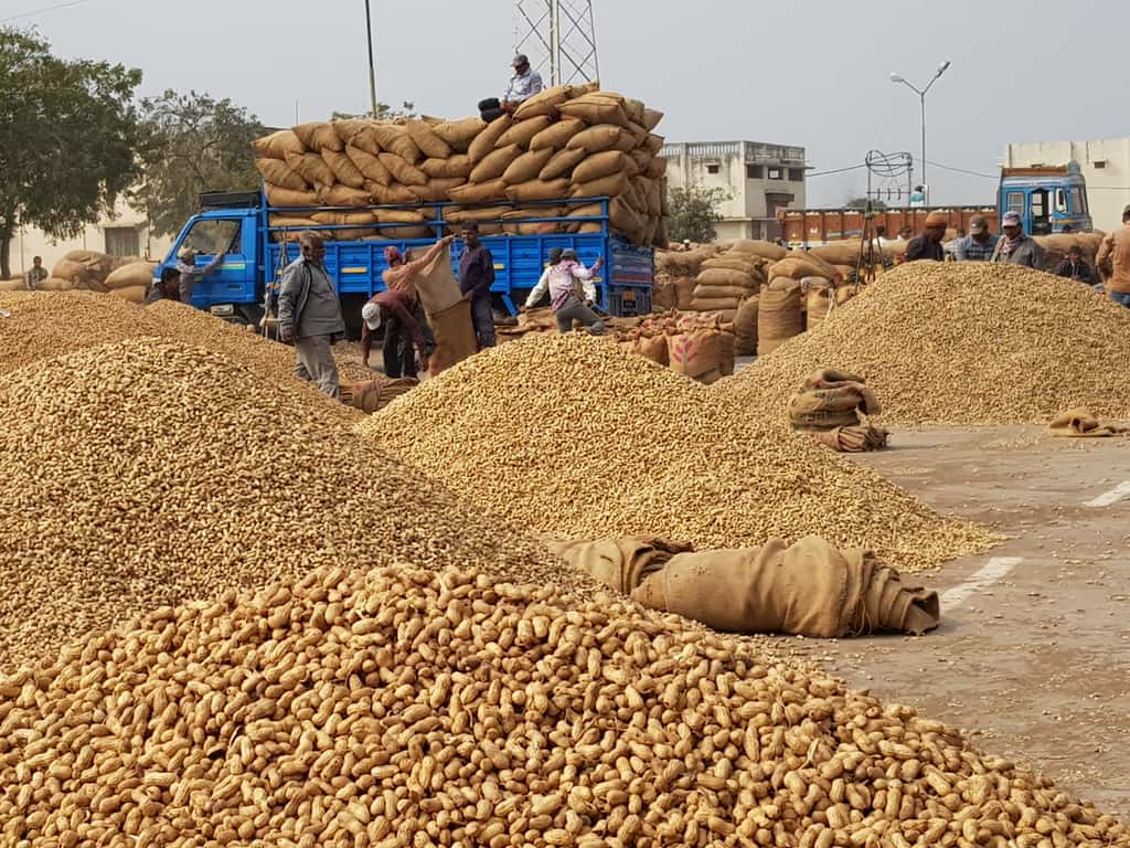 The groundnut crop at the auction market in Gondal APMC.