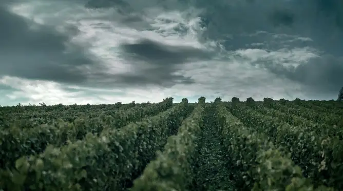 Lush vineyards in Épernay, champagne, the Dom Pérignon headquarters.