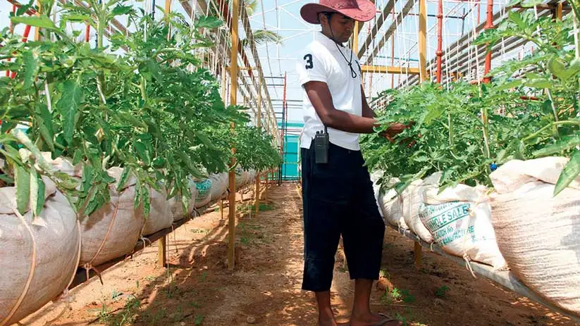 Farming a home-grown idea