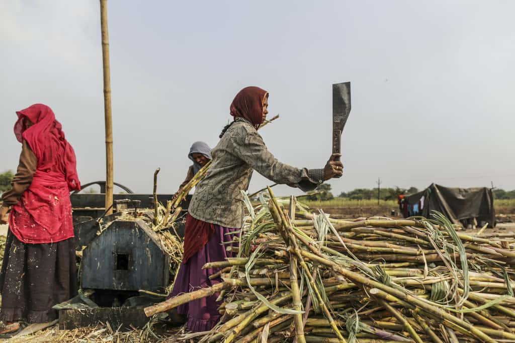 A laborer cuts sugercane as other workers load more of the crop into a crushing machine to make the sweetener jaggery in the village of Nimbhora, Gujarat, India. (Photographer: Dhiraj Singh/Bloomberg)